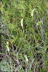 Pterostylis pedoglossa