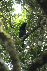 Cyanocorax caeruleus