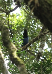 Cyanocorax caeruleus