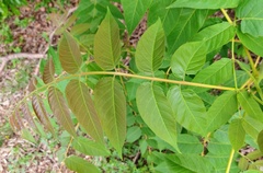 Ailanthus altissima