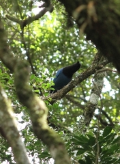 Cyanocorax caeruleus