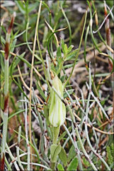 Pterostylis pedoglossa