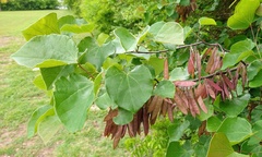 Cercis canadensis