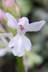 Orchis mascula laxifloriformis