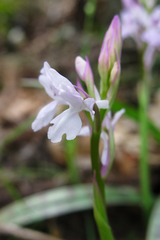Orchis mascula laxifloriformis