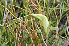 Pterostylis pedoglossa