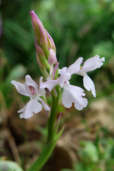 Orchis mascula laxifloriformis