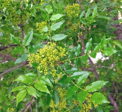 Zanthoxylum clava-herculis