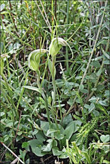 Pterostylis pedoglossa