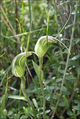 Pterostylis pedoglossa