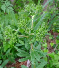 Potentilla recta