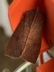 Orthosia transparens