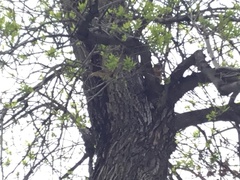 Sciurus niger