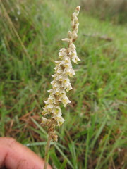 Brachystele camporum