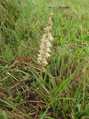 Brachystele camporum