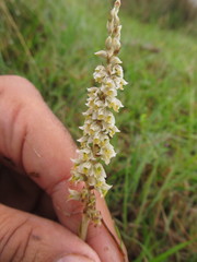 Brachystele camporum