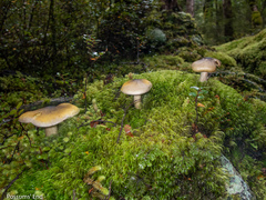 Tricholoma viridiolivaceum