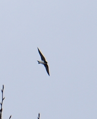 Tachycineta bicolor image