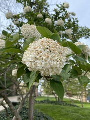 Viburnum carlcephalum