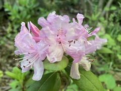 Rhododendron chapmanii