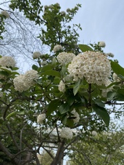 Viburnum carlcephalum