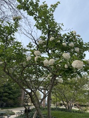 Viburnum carlcephalum