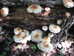 Lentinula raphanica