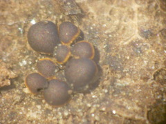 Perichaena quadrata