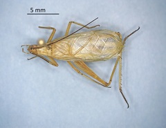 Oecanthus nigricornis