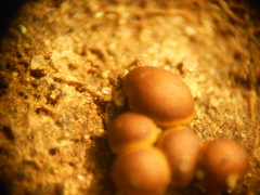 Perichaena quadrata