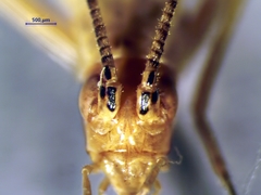 Oecanthus nigricornis