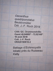 Oecanthus nigricornis