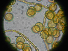 Perichaena quadrata