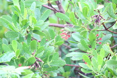 Lumnitzera littorea