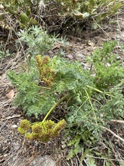 Lomatium multifidum