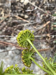 Lomatium multifidum