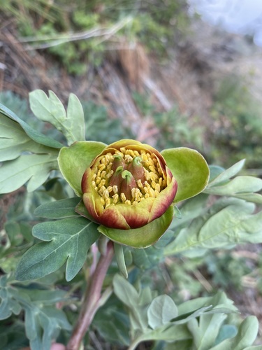 Brown's peony (Paeonia brownii)