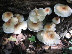 Lentinula raphanica
