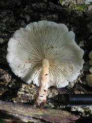 Lentinula raphanica