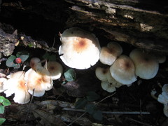 Lentinula raphanica