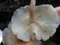 Lentinula raphanica
