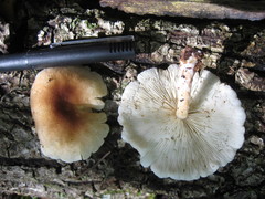 Lentinula raphanica