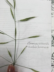 Bromus sitchensis