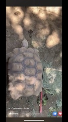 Centrochelys