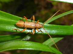 Xuthodes punctipennis - Photo (c) Maurice, some rights reserved (CC BY-NC), uploaded by Maurice