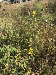 Helianthus debilis