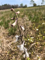 Delphinium carolinianum