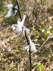Delphinium carolinianum