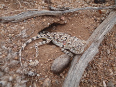 Tuvan Toad-Headed Agama photo 4