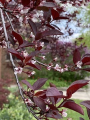 Prunus cerasifera pissardii